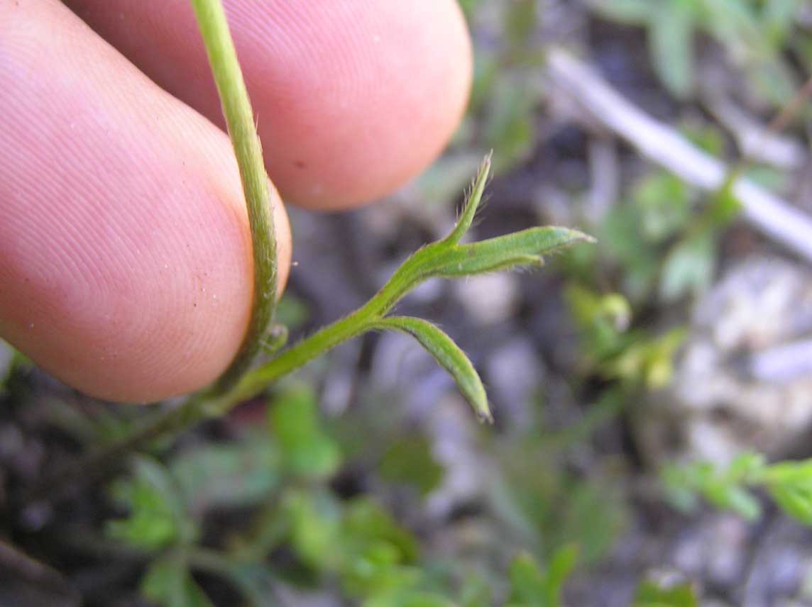 Ranunculus paludosus